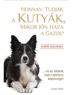 Honnan tudják a kutyák, mikor jön haza a gazdi?