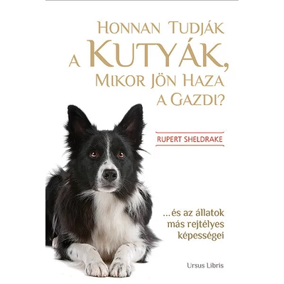 Honnan tudják a kutyák, mikor jön haza a gazdi?