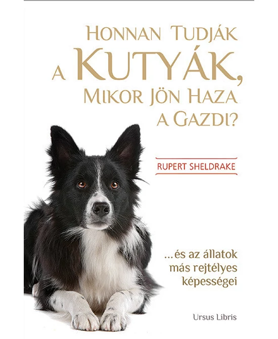 Honnan tudják a kutyák, mikor jön haza a gazdi?