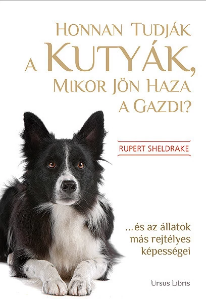 Honnan tudják a kutyák, mikor jön haza a gazdi?